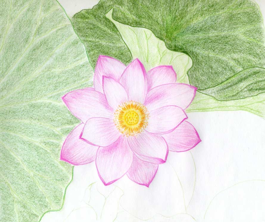890x745 Lotus Flower Drawings Made Easy - Flower Drawing Drawing