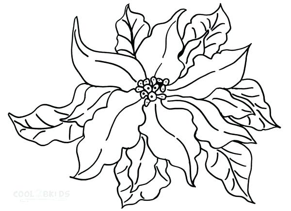 600x436 Sketch Of Poinsettia For National Day Coloring - Flower Drawing Games