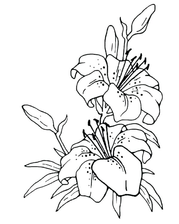 600x750 Coloring Pages Book Sheets - Flower Drawing Games