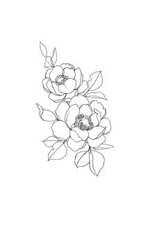 236x334 Peony Flower Line Drawing Sketch Coloring - Flower Drawing Images