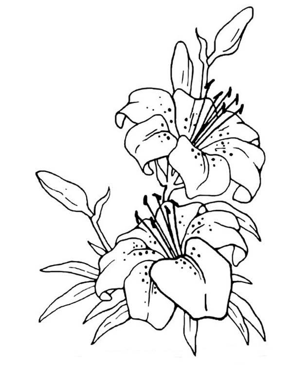 600x750 Top Flower Drawing And Outline Images For Kids - Flower Drawing Images