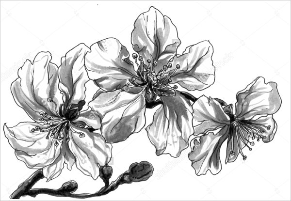 600x415 Flower Drawing Pretty Drawings Of Flowers Clipart - Flower Drawing Images