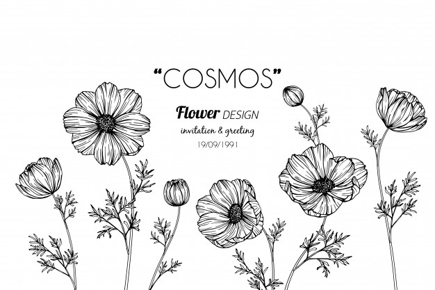 626x417 cosmos flower drawing illustration vector premium download - Flower Drawing Images