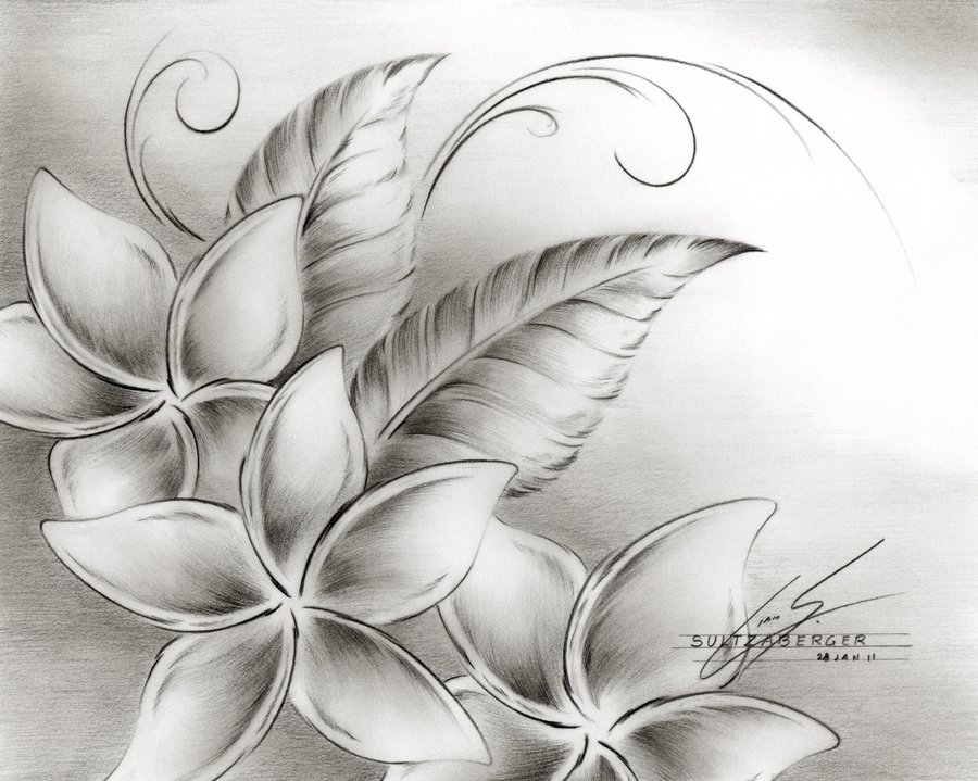 900x719 Drawings Of Flowers - Flower Drawing Images