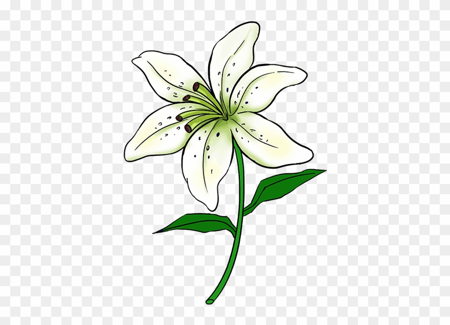 880x636 How To Draw Lily - Flower Drawing Lily