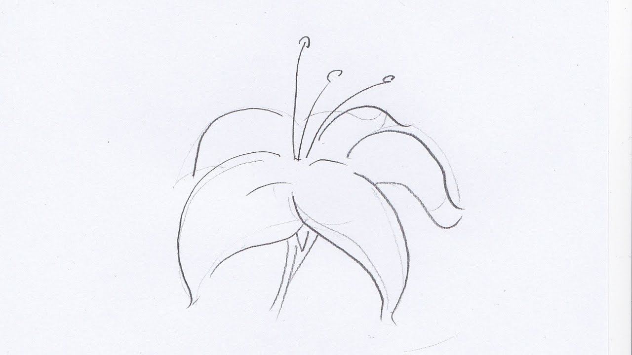 1280x720 How To Draw A Lily Flower - Flower Drawing Lily