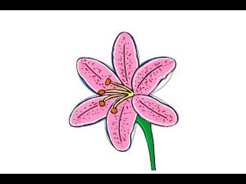 480x360 How To Draw A Lily Step - Flower Drawing Lily