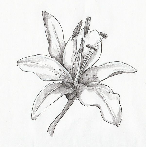 600x605 Lilies Drawing - Flower Drawing Lily