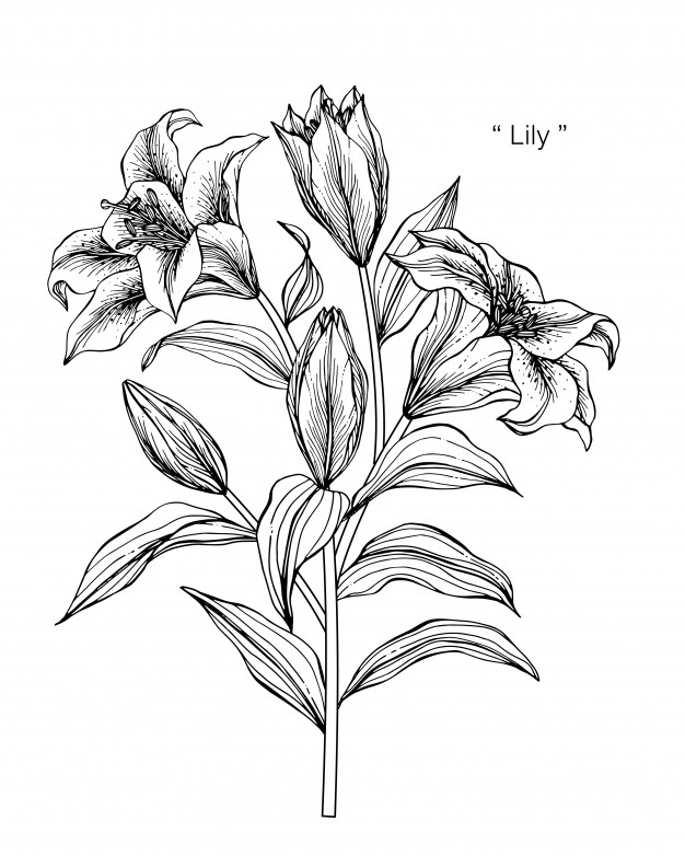 626x782 Lily Flower Drawing Illustration Vector Premium Download - Flower Drawing Lily