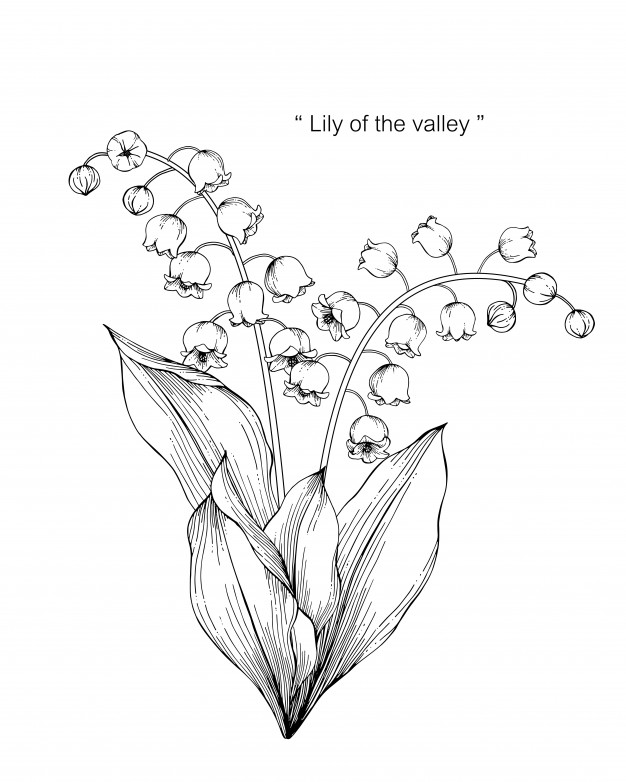 626x782 Lily Of The Valley Flower Drawing Illustration Vector Premium - Flower Drawing Lily