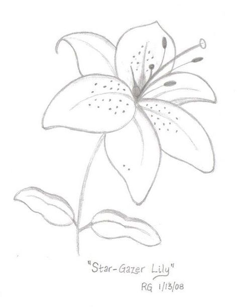 474x612 Star Gazer Lily Drawing Photo - Flower Drawing Lily