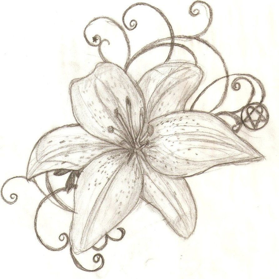 893x895 tiger lily flower drawing lily flowers tattoo drawings free tattoo - Flower Drawing Lily