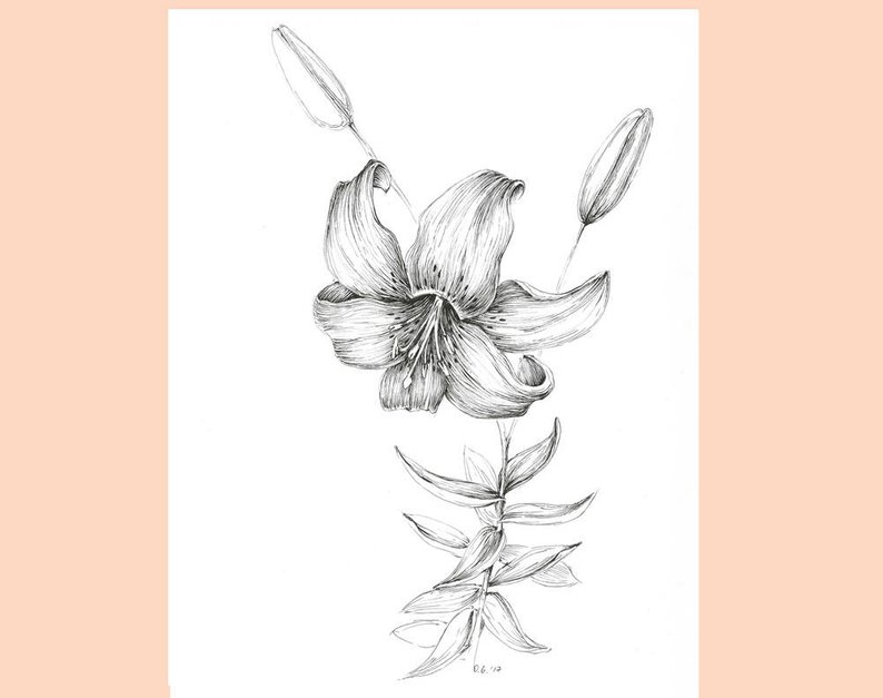 794x627 Tiger Lily Flower Drawing Garden Plants Illustration Etsy - Flower Drawing Lily