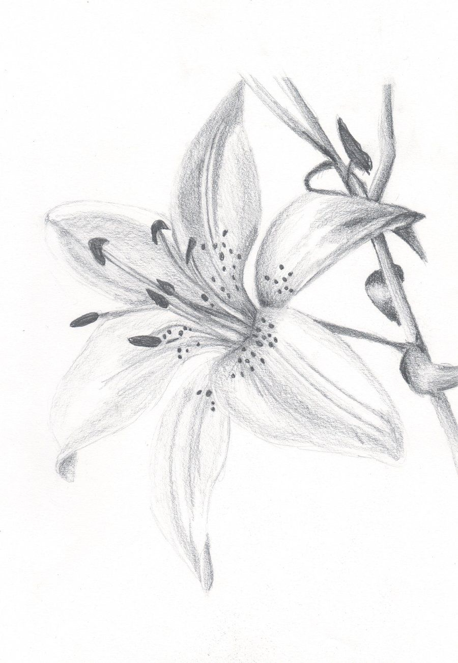Flower Drawing Lily at PaintingValley.com | Explore collection of ...