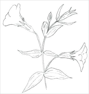373x392 Easy Flowers To Draw Tiger Lily Flower Drawing Outline Wikipharm - Flower Drawing Lily