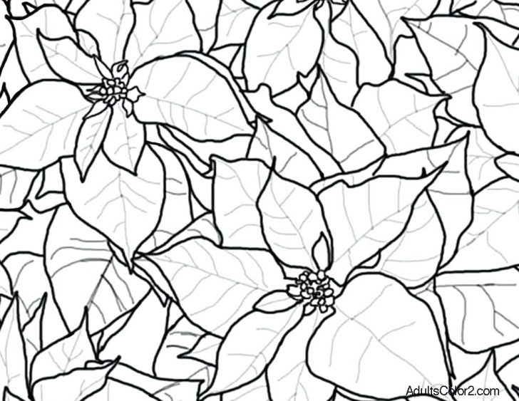 728x563 Coloring Pages Flowers Free Printable For Adults Quotes Halloween - Flower Drawing Pages