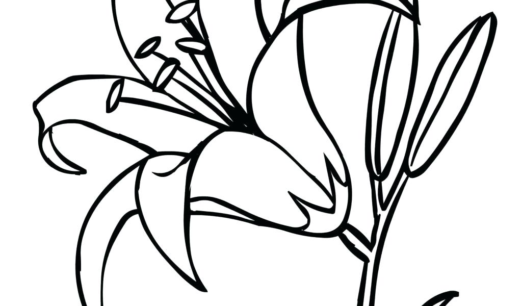 1024x600 flower drawing outline coloring pages delightful drawing - Flower Drawing Pages