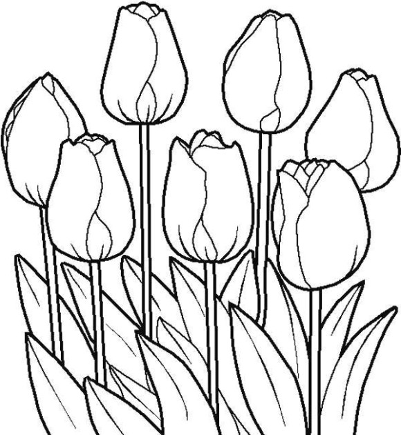 580x630 Flowers Drawing Pages Free Download Clip Art - Flower Drawing Pages