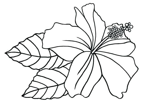 600x454 Hawaiian Flowers Coloring Pages Flower Drawing Tribal Printable - Flower Drawing Pages