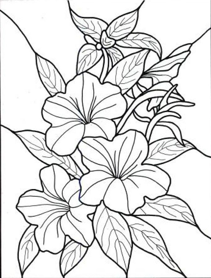 682x900 Tropical Flowers Stained Glass Coloring Book Hand Drawn - Flower Drawing Pages