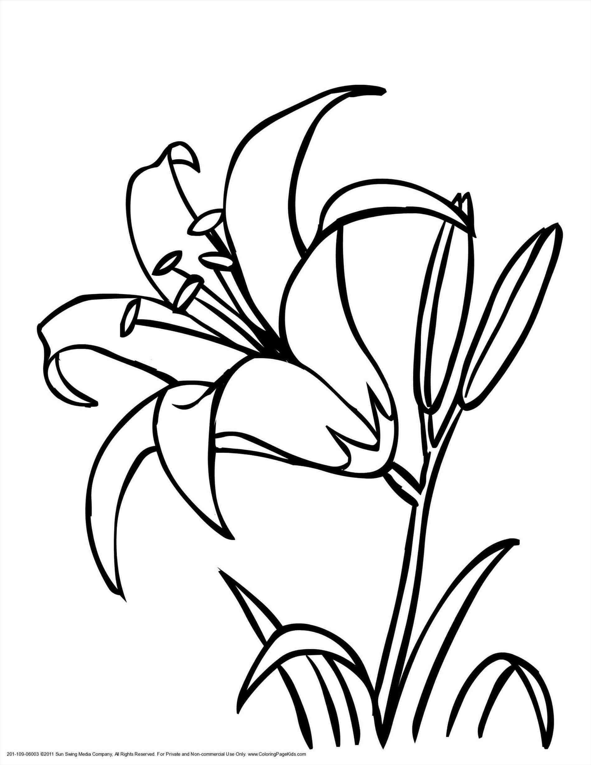 1899x2459 Tiger Lily Flower Coloring Pages - Flower Drawing Pages