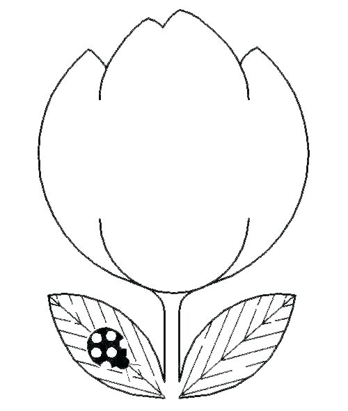 500x591 Tulips Coloring Pages Tulip And Drawing - Flower Drawing Pages