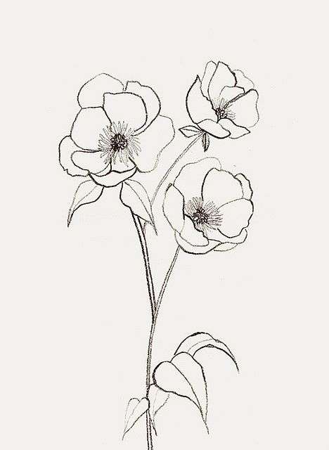 468x640 natural poppy flower drawing helpsite us - Flower Drawing Pinterest