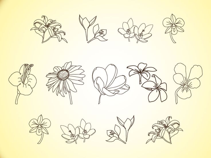 736x552 Line Images Of Flowers - Flower Drawing Pinterest