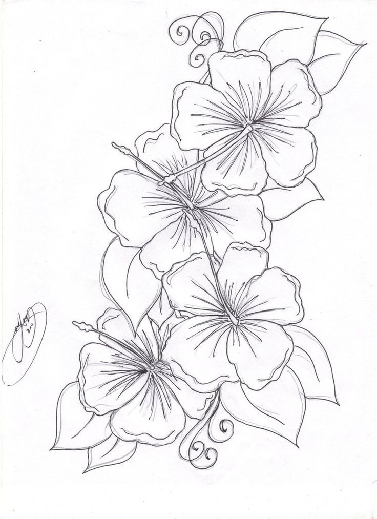 736x1013 Lovely Of Exotic Flower Coloring Pages Images Tropical Flowers - Flower Drawing Pinterest