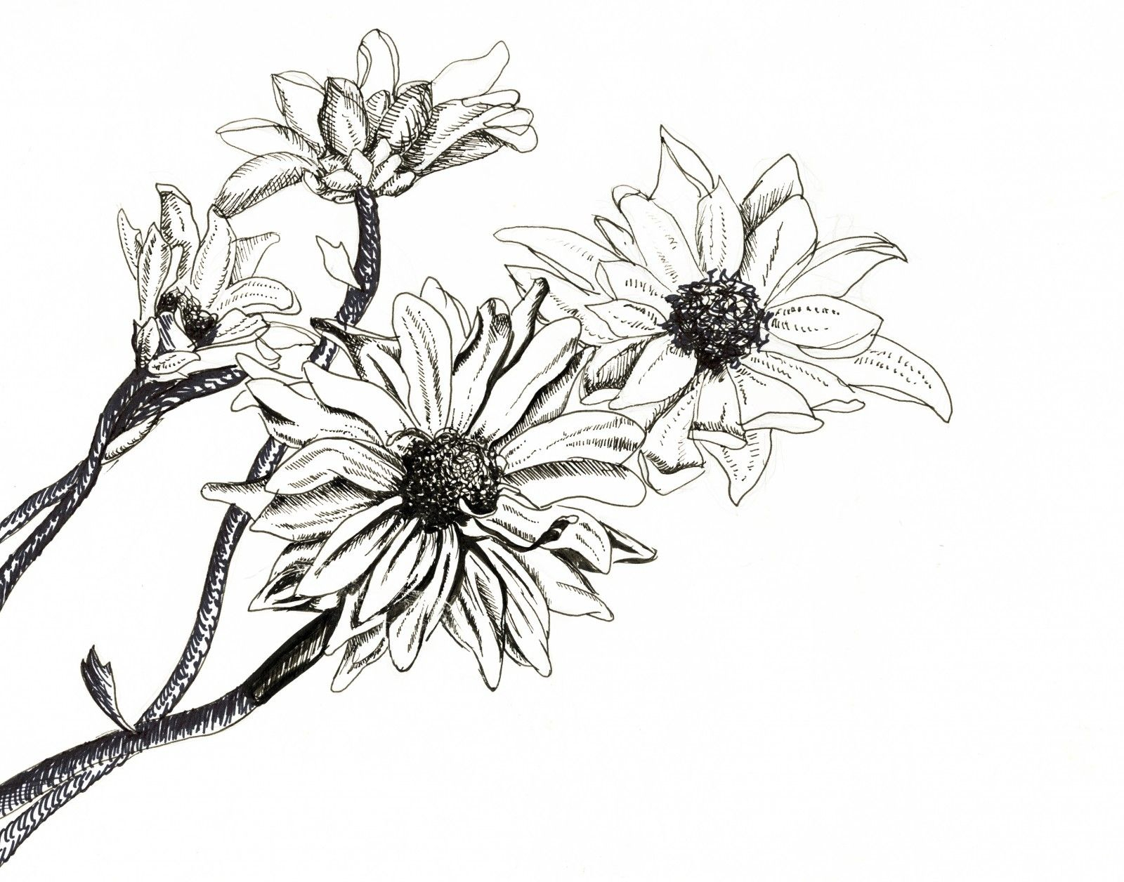 1600x1256 Pen And Ink Flower Drawings Pen And Ink Of Flowers - Flower Drawing Pinterest