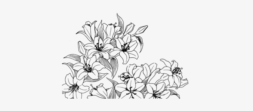 820x360  - Flower Drawing Pinterest