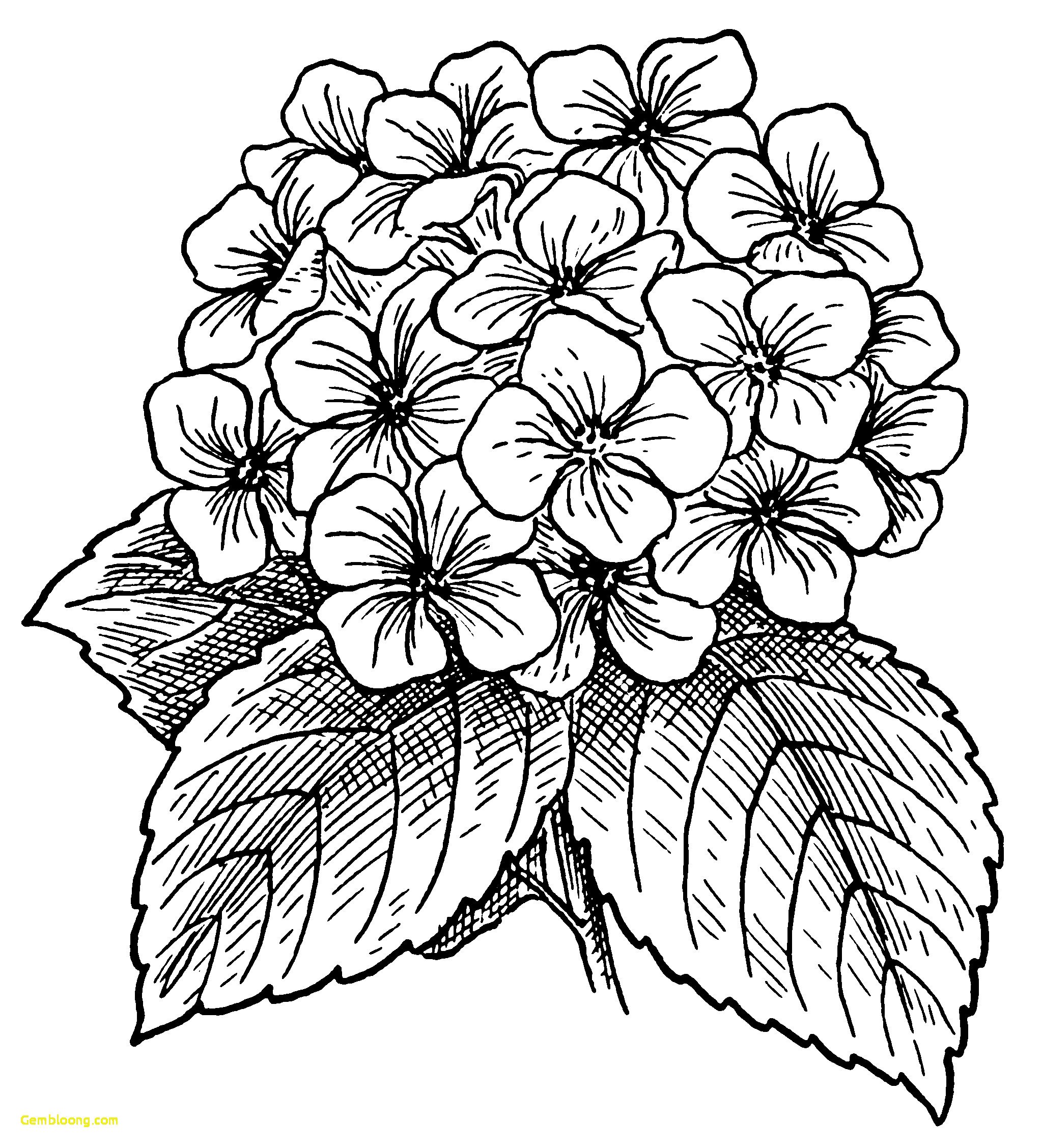 2047x2255 Simple Flower Drawings Lovely Hydrangea Flowers Drawing Things - Flower Drawing Pinterest