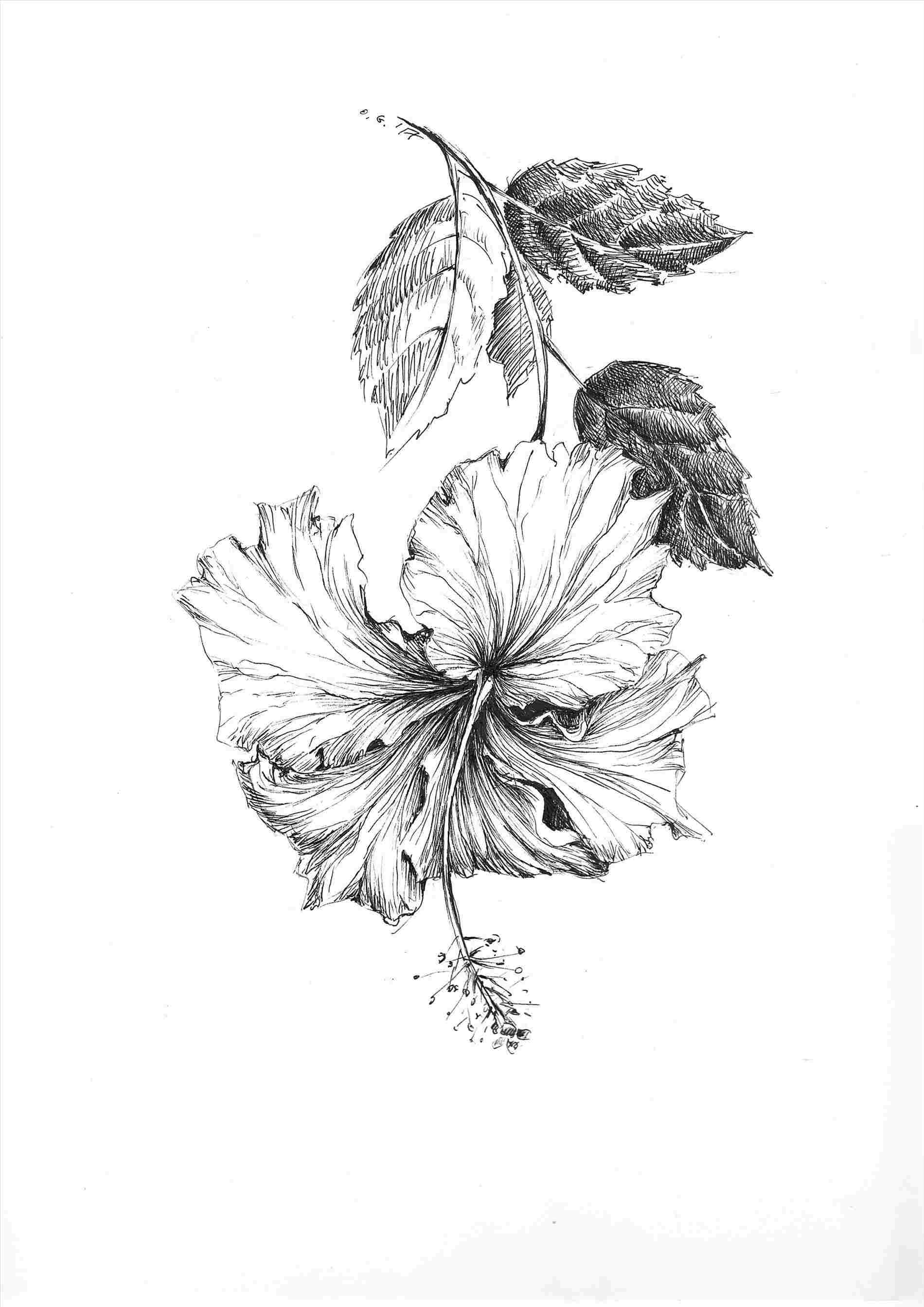 1900x2687 dogwood flowers my style rhcouk i samoan flower - Flower Drawing Pinterest