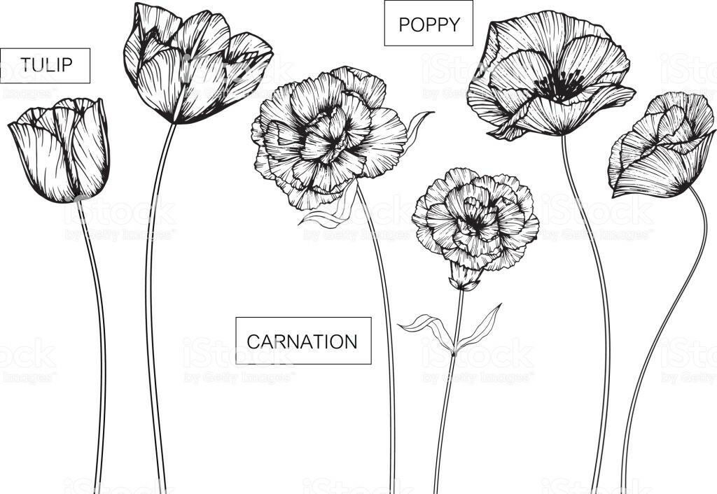 1024x706 Flowers Drawings Begoniaflower Cf - Flower Drawing Pinterest