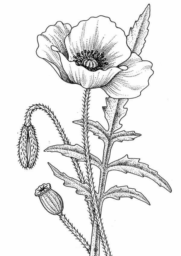 600x847 cosmos drawing flower for free download - Flower Drawing Pinterest