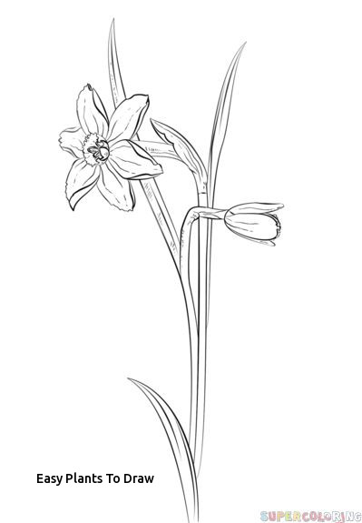 399x575 Easy Plants To Draw Best Flowers Drawing Of Daffodil Images - Flower Drawing Pinterest