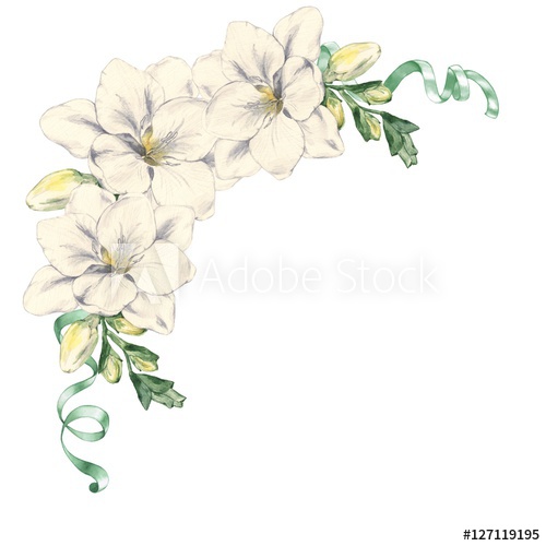 500x500 Freesia Flower With Satin Ribbons Watercolor Painting Hand - Flower Drawing Template
