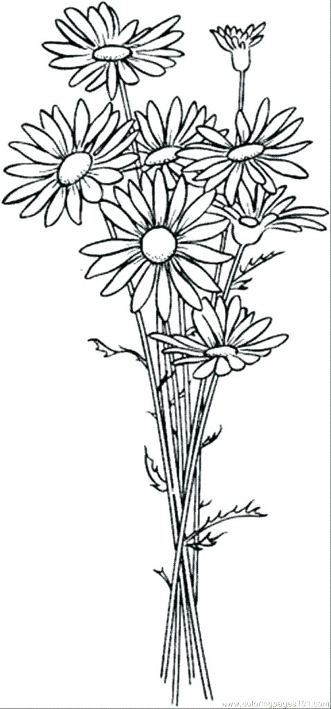 478x1024 Daisy Flower Template - Flower Drawing Template