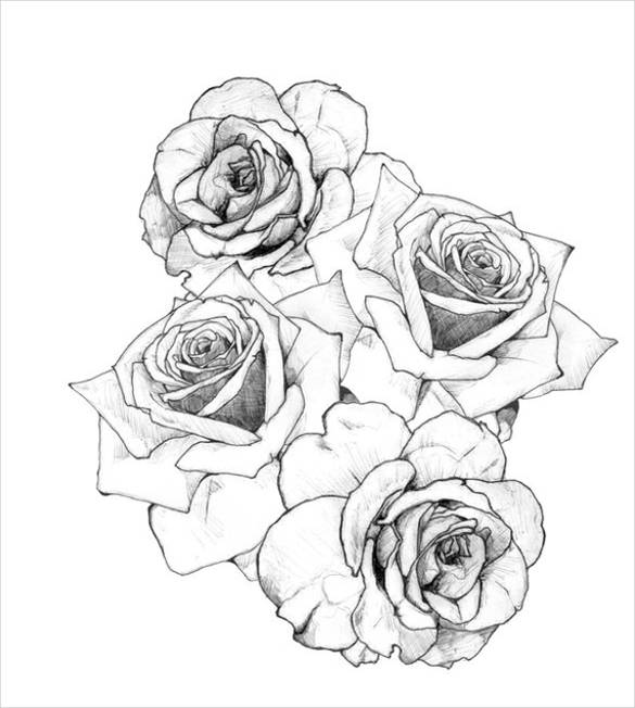 585x652 Rose Drawing Free Premium Templates - Flower Drawing Template