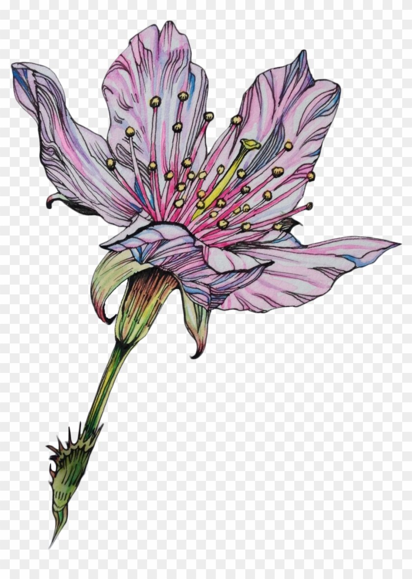 840x1180 Flower Drawing Png Tumblr - Flower Drawing Tumblr Transparent