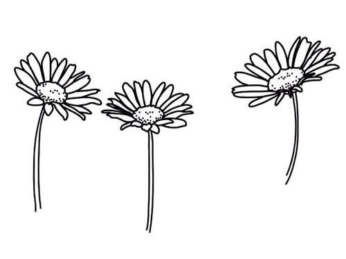 500x375 basic, black and white, flowers, pretty, transparent, tumblr - Flower Drawing Tumblr Transparent