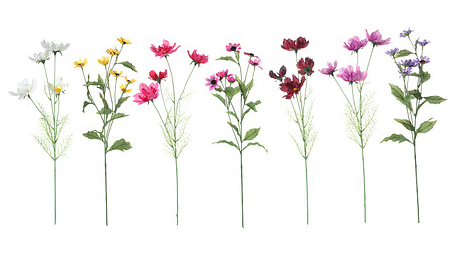 455x259 Tale As Old As Time Via Tumblr On We Heart It - Flower Drawing Tumblr Transparent