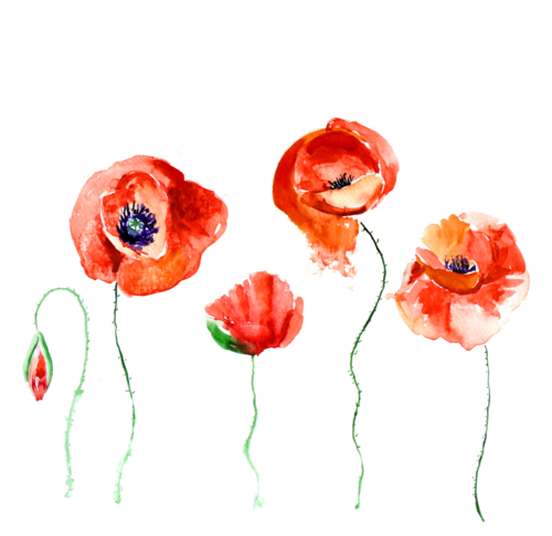 500x486 transparent via tumblr on we heart it - Flower Drawing Tumblr Transparent