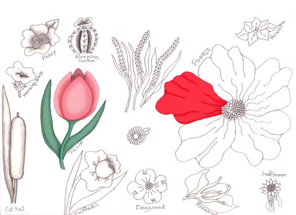 600x436 Flower Drawing Lessons - Flower Drawing Tutorial