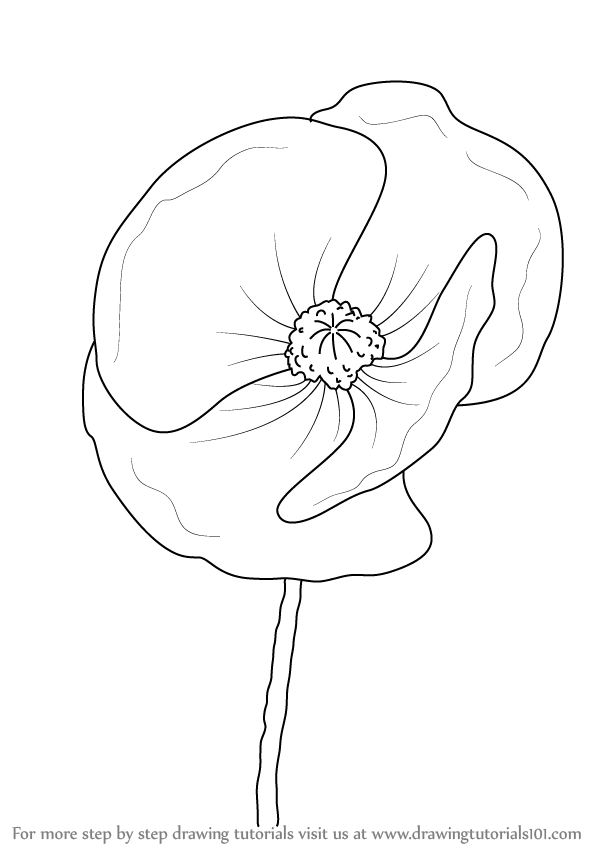 598x845 Learn How To Draw Poppy Flower - Flower Drawing Tutorial