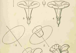 300x210 how to draw a buttercup tutorial rhdrawinghowtodrawcom how step - Flower Drawing Tutorial