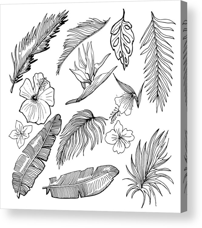 666x750 Hand Drawn Vector Tropical Set Banana And Palm Leaves - Flower Drawing Vector