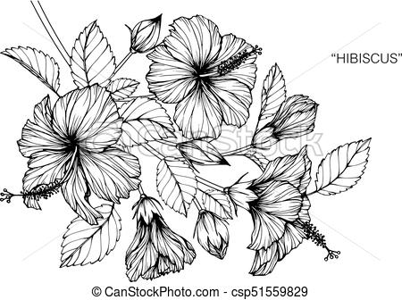 450x336 Hibiscus Flower Drawing - Flower Drawing Vector