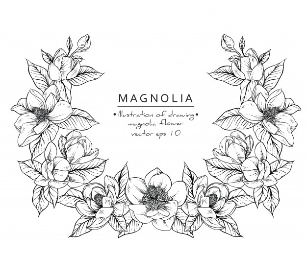 626x521 Magnolia Flower Drawings Vector Premium Download - Flower Drawing Vector