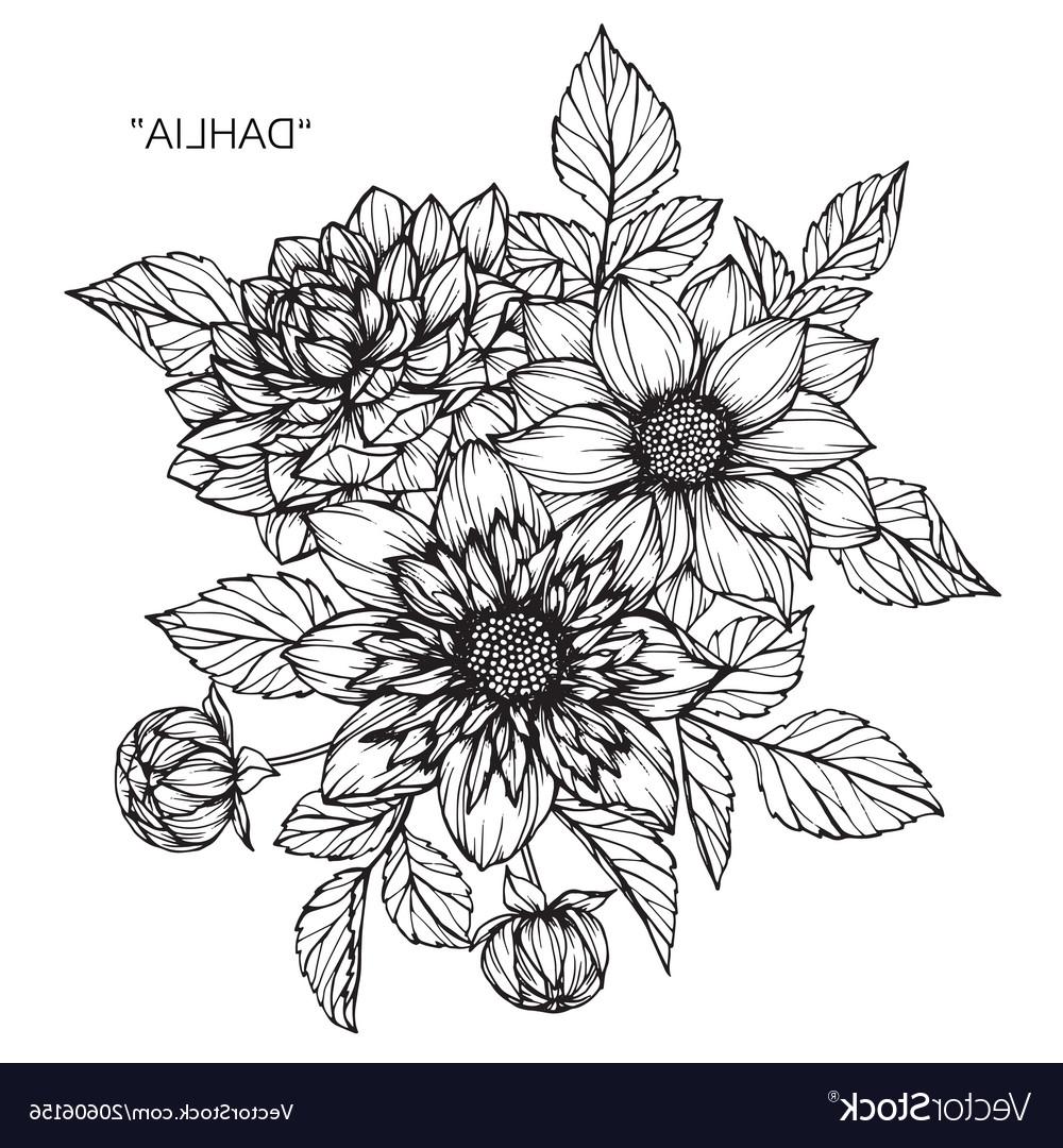 1000x1080 Top Dahlia Flower Drawing Vector Pictures - Flower Drawing Vector